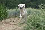 GOLDEN RETRIEVER 659